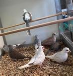 Diamantduifjes, Dieren en Toebehoren, Vogels | Overige Vogels, Vrouwelijk