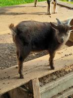 Te koop mooi mini dwerg geiten dek bok., Mannelijk, Geit, 0 tot 2 jaar