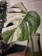 Monstera Albo Variegata stek, Huis en Inrichting, Kamerplanten, Ophalen, Overige soorten, Halfschaduw, In pot