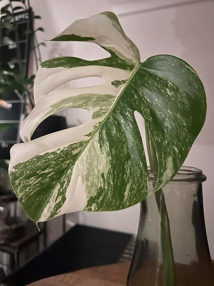 Monstera Albo Variegata stek, Huis en Inrichting, Kamerplanten, Overige soorten, Minder dan 100 cm, Groene kamerplant, Halfschaduw