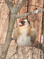 Parva putters te koop, Meerdere dieren, Wildzangvogel, Geringd