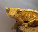 Wimpergekko Dalmatier/Harlequin mix man, Dieren en Toebehoren, Reptielen en Amfibieën, Overige soorten, Tam, 0 tot 2 jaar