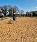 BIJRIJDER GEZOCHT, Dieren en Toebehoren, Stalling en Weidegang
