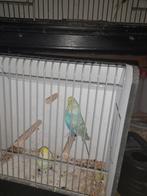 Regenboog grasparkieten, Dieren en Toebehoren, Vogels | Parkieten en Papegaaien, Meerdere dieren, Parkiet, Geringd