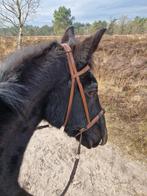 Verzorgster gezocht voor oud paard, Dieren en Toebehoren, Stalling en Weidegang