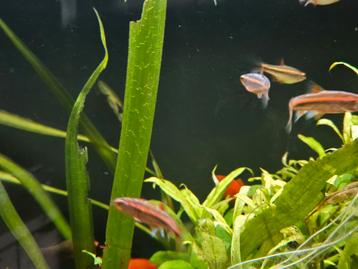 6x Rainbowshiner/regenboog Elrits beschikbaar voor biedingen