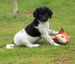 Te koop prachtige Friese stabij puppy's, Dieren en Toebehoren, 8 tot 15 weken, CDV (hondenziekte), Meerdere, Meerdere dieren