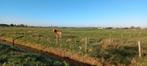 Bijrijdsters verzorgster gezocht  D pony in Waarland, Dieren en Toebehoren, Paarden en Pony's | Overige Paardenspullen, Ophalen