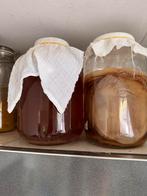 Scoby om kombucha te maken - starter, Ophalen, Nieuw, Overige typen