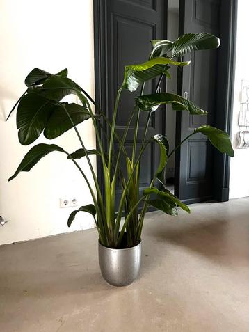 Strelitzia Nicolai - 150cm incl. pot beschikbaar voor biedingen