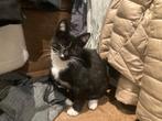 Kitten, Dieren en Toebehoren, Katten en Kittens | Overige Katten, Poes, Kortharig, 0 tot 2 jaar