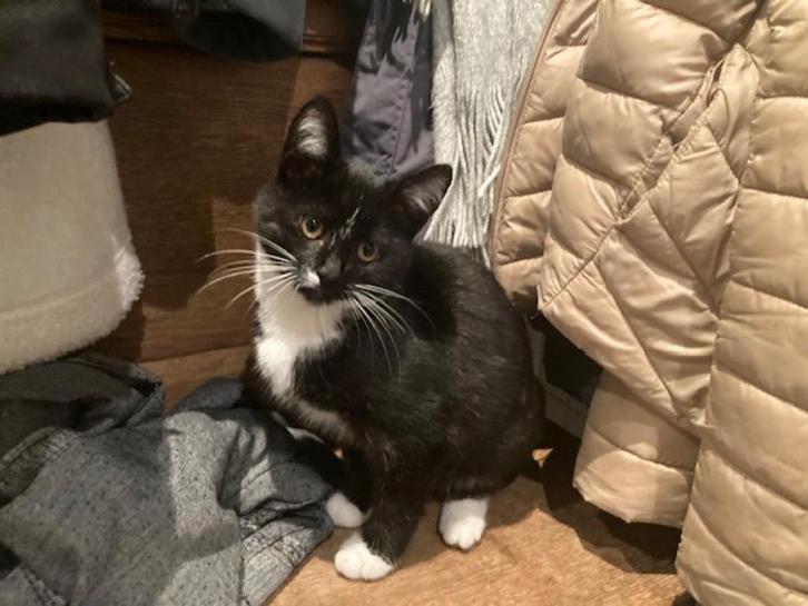 Kitten, Dieren en Toebehoren, Katten en Kittens | Overige Katten, Kortharig, Poes, 0 tot 2 jaar