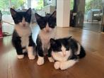 3 Kittens 1/4 Noorse Boskat, Dieren en Toebehoren, Katten en Kittens | Overige Katten, Meerdere dieren, Kortharig, 0 tot 2 jaar