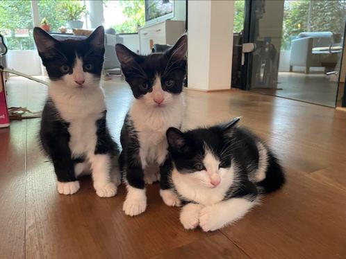 3 Kittens 1/4 Noorse Boskat, Dieren en Toebehoren, Katten en Kittens | Overige Katten, Kortharig, Meerdere dieren, 0 tot 2 jaar