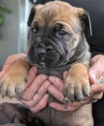 Ras echte boerboel pups, Dieren en Toebehoren, Overige rassen, CDV (hondenziekte), 8 tot 15 weken, Meerdere