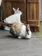 2 dwergkonijntjes (incl. hok en toebehoren), Dieren en Toebehoren, Konijnen, Mannelijk, Dwerg, 0 tot 2 jaar