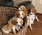 Zeer bijzondere BEAGLE x KOOIKER pups, Parvo, Nederland, 8 tot 15 weken, Meerdere
