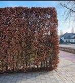 Beukenhaag, Ophalen, 3 tot 6 meter, Hout, 1 tot 2 meter