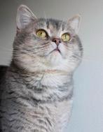 Britse korthaar | Kater | Gecastreerd, Dieren en Toebehoren, Katten en Kittens | Raskatten | Korthaar, Kater, Ontwormd, 0 tot 2 jaar