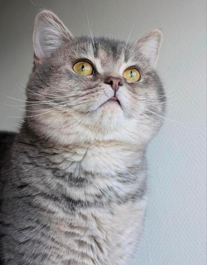 Britse korthaar | Kater | Gecastreerd, Dieren en Toebehoren, Katten en Kittens | Raskatten | Korthaar, Kater, 0 tot 2 jaar, Ontwormd