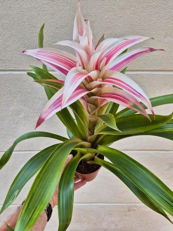 Guzmania 'Linea Pink' p12 beschikbaar voor biedingen
