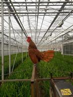 Mooie sebright kippen goudzwart gezoomd, Dieren en Toebehoren, Pluimvee, Meerdere dieren, Kip