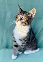 Sofietje is 13 weken, Dieren en Toebehoren, Katten en Kittens | Overige Katten, Poes, 0 tot 2 jaar