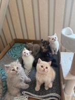 KITTENS BRITSE KORT/LANGHAAR, Dieren en Toebehoren, 0 tot 2 jaar
