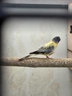 Koppel Splendids Opaline, Dieren en Toebehoren, Vogels | Parkieten en Papegaaien, Meerdere dieren, Parkiet, Geringd