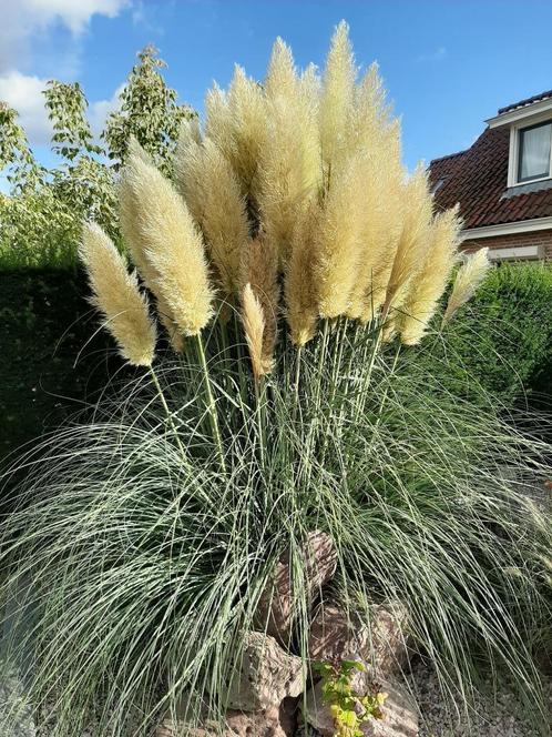 Cortaderia Selloana (Pampasgras), Tuin en Terras, Planten | Tuinplanten, Vaste plant, Siergrassen, Volle zon, Zomer, Ophalen