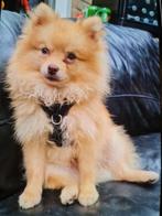 Pomeriaan reu 10 maanden oud, Dieren en Toebehoren, Parvo, Keeshond, 15 weken tot 1 jaar, Reu