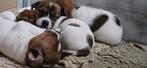 Prachtige Jack Russel pups, Dieren en Toebehoren, Honden | Jack Russells en Terriërs, Jack Russell Terriër, CDV (hondenziekte)