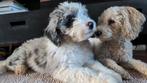 Kruising Spaanse waterhond en Australian shepperd, Dieren en Toebehoren, 15 weken tot 1 jaar, Teef, Eén hond, Nederland