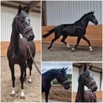 Gave 4 jarige merrie v. Jameson RS2, Dieren en Toebehoren, Paarden, Merrie, Met stamboom, Dressuurpaard, Zadelmak
