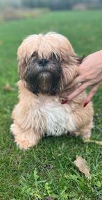 Shihtzu Shih tzu pups Tricolor, Dieren en Toebehoren, Honden | Chihuahua's en Gezelschapshonden, Rabiës (hondsdolheid), 15 weken tot 1 jaar