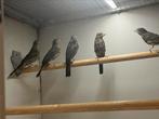 Mexicaanse Roodmus - Jong, Meerdere dieren, Tropenvogel