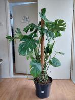 XXL Monstera Deliciosa (met mosstok) - Gatenplant H: 150 cm., Huis en Inrichting, Kamerplanten, Ophalen, Overige soorten, Halfschaduw