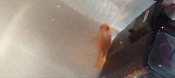 Oranje papegaaicichlide 10-15cm  beschikbaar voor biedingen