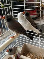 Mooi prachig 4 jonge zwartwang zebravinken te koop, Dieren en Toebehoren, Vogels | Overige Vogels, Meerdere dieren, Wildzangvogel