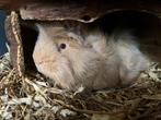 2 lieve cavia beertjes, Dieren en Toebehoren, Knaagdieren, Cavia, Augustus, Mannelijk, Tam
