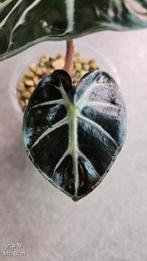 Alocasia Balloon Heart - div. maten, Ophalen of Verzenden, Overige soorten, Minder dan 100 cm
