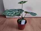 Anthurium Silver Blush - Anthurium / Flamingoplant H: 31 cm., Ophalen, Overige soorten, Halfschaduw, Minder dan 100 cm