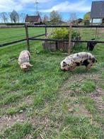 Goed huis gezocht voor 2 lieve kune kune varkens!, Meerdere dieren, Varken, 3 tot 5 jaar