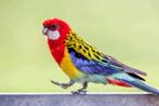 Te koop gevraagd Goudmantel Rosella, Dieren en Toebehoren, Vrouwelijk, Parkiet