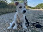 Kleine pup Acar is een lieverd opzoek naar een fijn baasje, Dieren en Toebehoren, Particulier, Rabiës (hondsdolheid), 15 weken tot 1 jaar