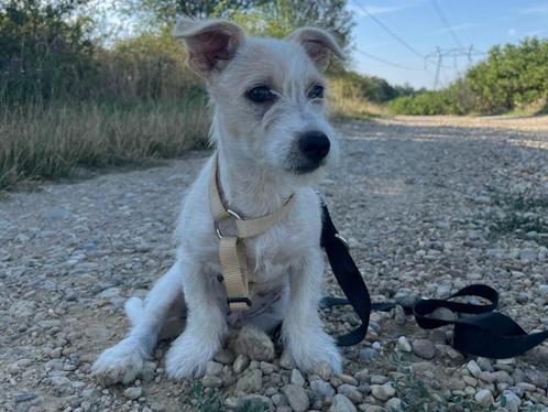Kleine pup Acar is een lieverd opzoek naar een fijn baasje, Dieren en Toebehoren, Honden | Niet-rashonden, Klein, Reu, Particulier