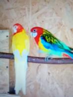 Koppel rosella, Dieren en Toebehoren, Vogels | Parkieten en Papegaaien, Meerdere dieren, Parkiet, Geringd