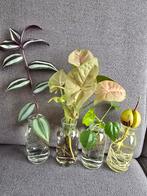 Stekjes Set - Diverse Kamerplanten, Huis en Inrichting, Kamerplanten, Groene kamerplant, Ophalen, Overige soorten, Minder dan 100 cm