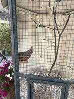 Te koop koppel Birma tortelduif, Dieren en Toebehoren, Vogels | Overige Vogels, Meerdere dieren, Tropenvogel