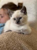 VERWACHT! Siamees- Ragdoll kittens, Dieren en Toebehoren, Katten en Kittens | Raskatten | Langhaar, Meerdere dieren, Gechipt, 0 tot 2 jaar